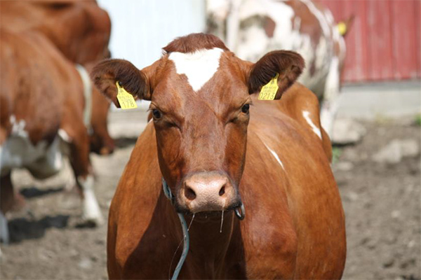 奶牛.jpg 奶牛.jpg