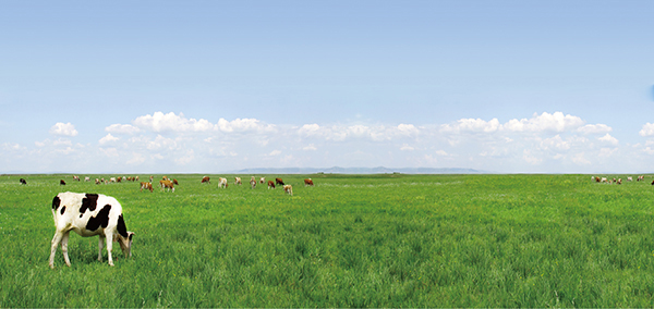 奶源111.jpg 奶源111.jpg