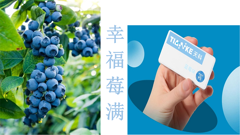 天科無(wú)糖清口爆珠 藍(lán)莓味.png 天科無(wú)糖清口爆珠 藍(lán)莓味.png