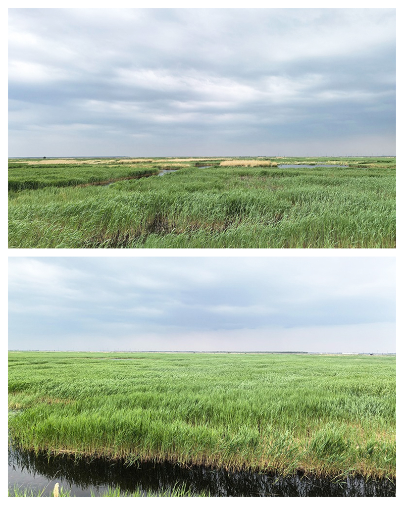 有機草場.jpg 有機草場.jpg