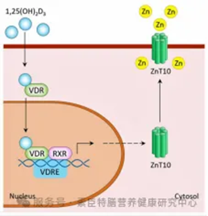 領(lǐng)跑童年®有機(jī)鈣400維D飲04.png 領(lǐng)跑童年®有機(jī)鈣400維D飲04.png